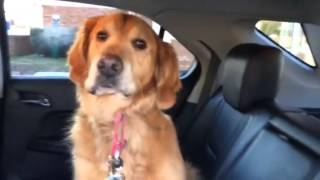 Smart Golden Retriever knows he is at the Vet [upl. by Irrol247]