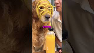 Gullible dogs TRICTED 😍😍 shortvideo puppy shots youtubeshorts ytshorts [upl. by Norrag784]