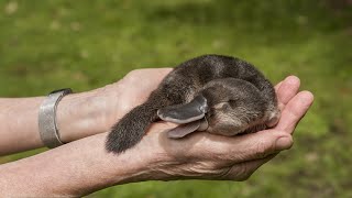 The Platypus Nature’s Weirdest Wonder [upl. by Mab]