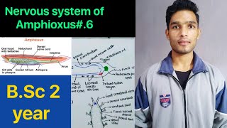 Nervous system of Amphioxus  BSc 3rd Year Zoology 5th Semester Second paper [upl. by Ardnola]