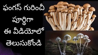 what is fungusfungi explained in telugufungal infections and everything about fungus explained [upl. by Anrym]