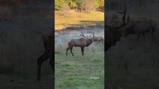 A bugle for the lady shorts wildlife nature fall elk [upl. by Erdua]