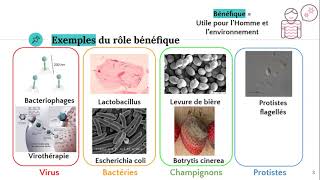 Les microorganismes bénéfiques [upl. by Ahcsap69]