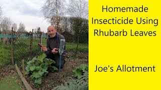 Homemade Insecticide Using Rhubarb Leaves [upl. by Eemiaj]