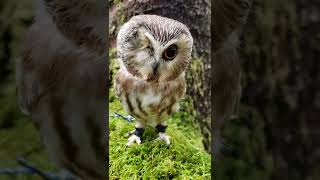 Where to find Northern Sawwhet Owls [upl. by Celene]