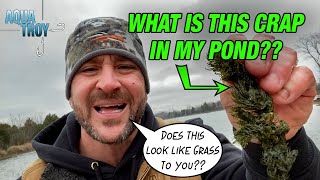 IS COONTAIL GOOD OR BAD FOR A POND  AQUA TROY [upl. by Boiney797]