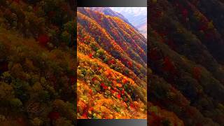 Nikko National Park in Autumn Japan 🇯🇵 nikko japan autumn autumncolors shorts nationalpark [upl. by Friedrich]