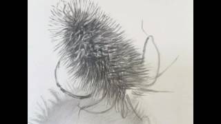 Drawing a Teasel [upl. by Anier]