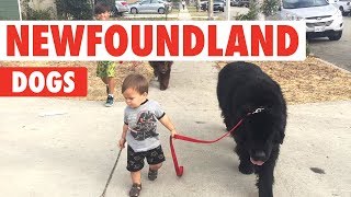 Newfoundland Dogs Compilation  Breed All About It [upl. by Iglesias]