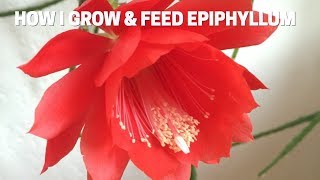 How I Grow and Feed Epiphyllum Orchid Cactus [upl. by Lela]