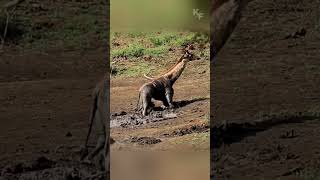 Trapped in a Drying Waterhole The Perilous Journey of a Young Giraffe [upl. by Treiber]