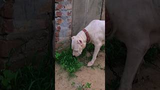 Deworming Symptoms in dogs 😱👍 music bass dj dogoargentino Deworming americanbully pets [upl. by O'Grady]