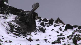 Giant petrel walking Antarctica [upl. by Benyamin]