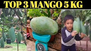 Top 3 Jumbo Thailand Mango Verity  Top Thai Big Size Mango  थाई की किस्म आम 5 किलो का होता है [upl. by Marucci]