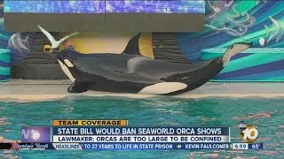 California lawmaker This isnt an attack on SeaWorld [upl. by Anelah]