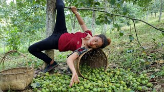 Harvest persimmons and bring them to the market to sell sick girl go to the doctor to get medicine [upl. by Zicarelli]