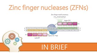 ZINC FINGER NUCLEASES  GENE EDITING EXPLAINED [upl. by Francesco]