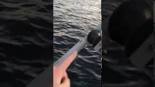 Teinehaling hummerfiske med presshjul Hobbyfisher E150MOV [upl. by Giffard71]