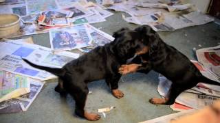 Gordon Setter Puppies 6 weeks old [upl. by Diba]