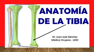 🥇 Anatomía de La TIBIA Fácil Rápida y Sencilla [upl. by Odnuges]