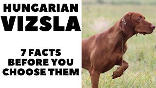 Before you buy a dog  HUNGARIAN VIZSLA  7 facts to consider DogCastTV [upl. by Deanna108]