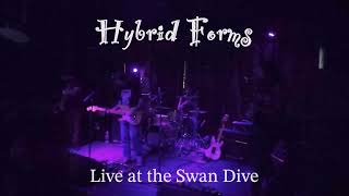 Hybrid Forms  Live at the Swan Dive [upl. by Otiv]