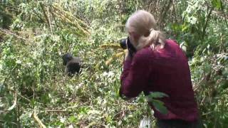 Gorilla trekking in Uganda [upl. by Avot]