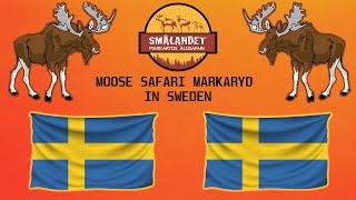 Moose Safari Markaryd in Sweden  Summer 2021 [upl. by Plantagenet73]