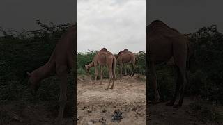 A beautiful camel in the desert is resting its face inside a treeanimals automobile naturellovers [upl. by Enal]