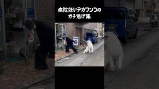 病院嫌いの超大型犬によるガチ逃げ集 greatpyrenees グレートピレニーズ 大型犬 [upl. by Hcurob]