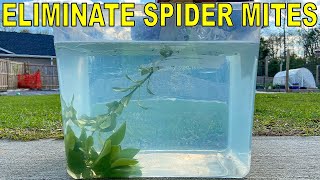 How To Kill Spider Mites Permanently [upl. by Tedd]