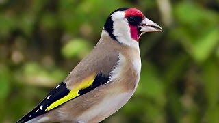 Goldfinch Birds and Bird Song  Goldfinches Singing For Woodland Wilf [upl. by Latihs]