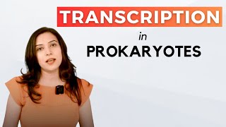 Transcription In Prokaryotes  In detail [upl. by Ynnor372]