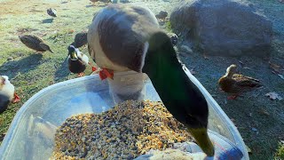 Ducks Taking Turns in the Bucket 🦆 🪣 [upl. by Jordanna]