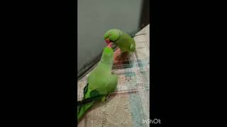 parrots dancing 😂🐦viralshortcuteparrottalkingarrot [upl. by Urana]