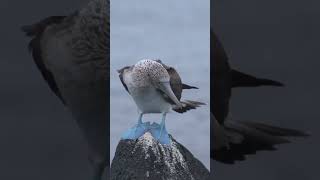 See the Most Breathtaking Island on Earth  Galapagos Ecuador  Travel Video [upl. by Kciredes]