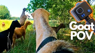 Goat Cam POV Elsa  Feeding amp Foraging With The Herd [upl. by Aniram866]