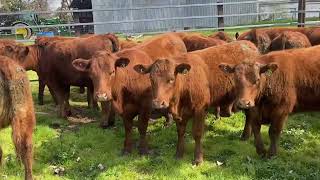 Thynne Family  Red Angus Heifers [upl. by Aerdnas90]