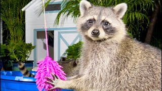 A Family of Wild Raccoons Eating Froot Loop in My Backyard [upl. by Hbahsur963]