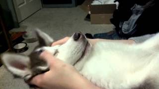 Husky puppy demands massage [upl. by Nandor57]