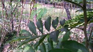 The ackee Tree Achee Plant ackee apple  ayee Blighia sapida [upl. by Eniagrom]