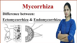 Mycorrhiza  Difference between Endomycorrhiza and Ectomycorrhiza [upl. by Essie453]