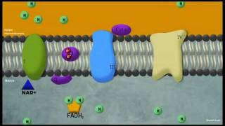 Phosphorylation oxydative [upl. by Valry337]