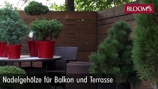 Nadelgehölze für Balkon und Terrasse  BLOOMs Floristik [upl. by Daza737]