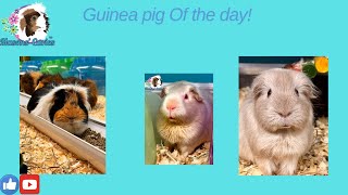 Guinea pig of the day [upl. by Ynoffit]