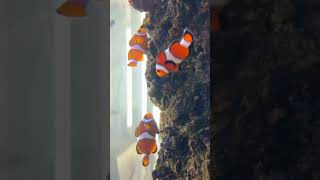 The World of Clownfish Beyond Finding Nemo [upl. by Camellia]