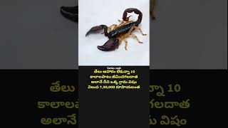 Heterometrus youtubeshorts motivation interstingfactsintelugu sciencefacts facts viralvideo [upl. by Sivartal]