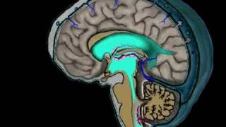 Animation of CSF Circulation [upl. by Ynattirb]