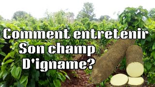 Comment entretenir un champ digname [upl. by Araes]