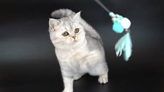 British Shorthair Selkirk rex [upl. by Atiseret]